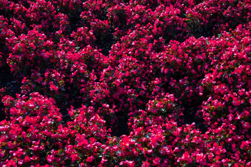 Obraz premium Field of red flowers. Alexandria Park in the center of Moscow. Summer. 