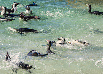 African Penguins Swimming