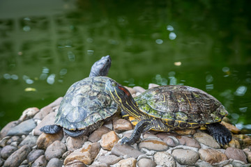 Turtles on the rocks