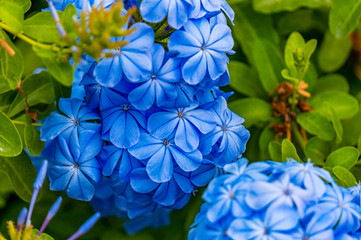 Group of blue flowers on a bush