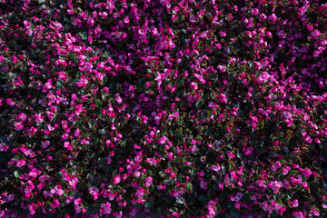 Field of red flowers. Alexandria Park in the center of Moscow. Summer. 