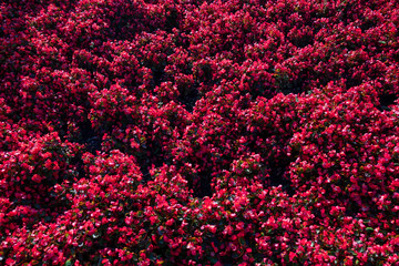 Field of red flowers. Alexandria Park in the center of Moscow. Summer. 