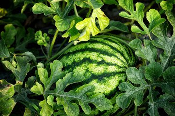 Cultivation of watermelons on the field