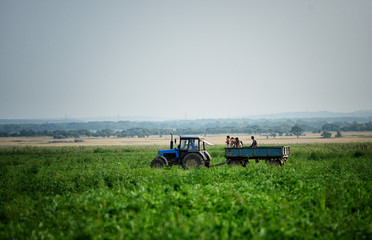 Cultivation of watermelons on the field