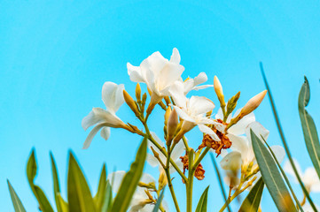 White flowers on a bush against a blue Spanish sky