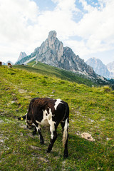 Fototapeta na wymiar Cow and mountains