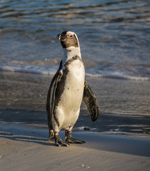 African Penguin