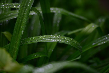 Wet from the rain grass