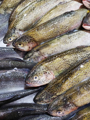 Variety of sea fishes on the counter in a greek fish shop