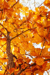 Yellow maple autumn leaves against sky. Gangwon, South Korea