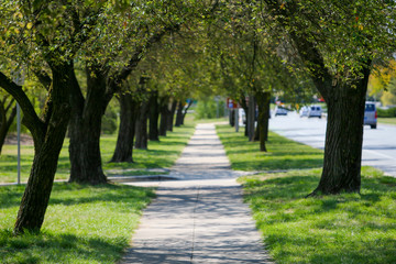 Fototapeta na wymiar Alley of green trees in city, street and cars