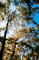 Natural autumn pine forest at Cheongryeongpo cape. Yeongwol, Gangwon, South Korea
