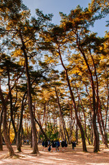 Tourists in pine forest at Cheongryeongpo cape. Yeongwol, South Korea