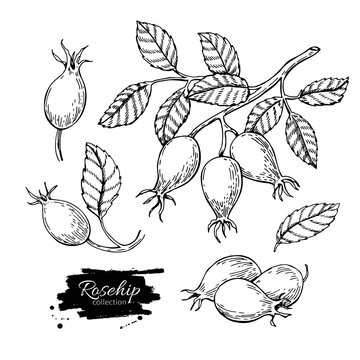 Rosehip vector drawing. Isolated berry branch sketch on white ba