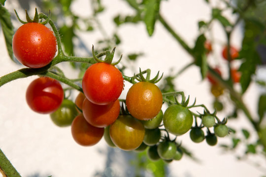 Cherry tomatoes growing isolated on white . Garden background.