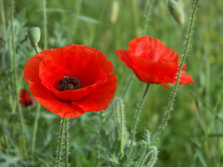 Poppies