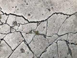 A cracked white stone with green grass that grows from cracks