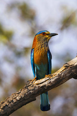 Indian Roller, Coracias benghalensis. Tadoba Tiger Reserve, Maharashtra, India