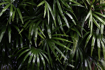 Fototapeta na wymiar Palm tree leaves (Rhapis excelsa, lady palm) tropical natural background. Green leaves pattern ornamental plants in rain forest garden.