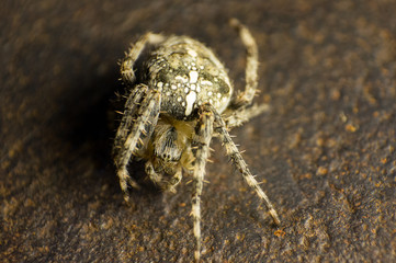 SONY DSC