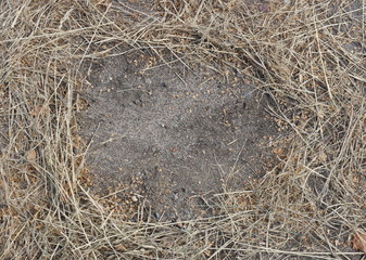 straw frame of dry plants on the ground. in the center of the free under your the text.