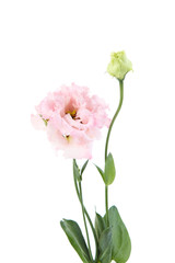 Pink eustoma flower isolated on white background