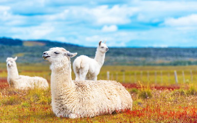 Lamas Guanaco dans le parc national des montagnes Torres del Paine, Patagonie, Chili, Amérique du Sud. Copiez l& 39 espace pour le texte.