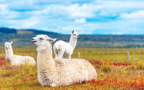 Guanaco lamas in national park Torres del Paine mountains, Patagonia, Chile, South America. Copy space for text.