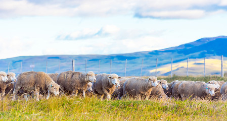 Flock of sheep at Patagonia, Chile. Copy space for text.