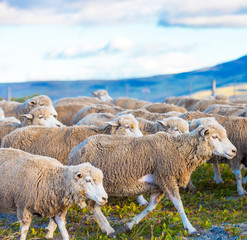 Flock of sheep at Patagonia, Chile. With selective focus.