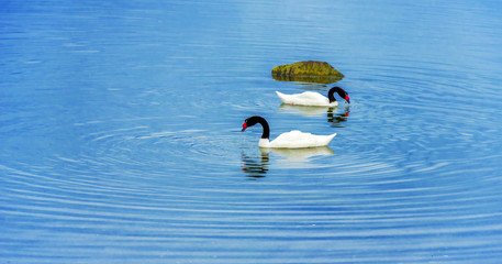 Black-necked swans swim in the lake, Patagonia, Argentina. Copy space for text.