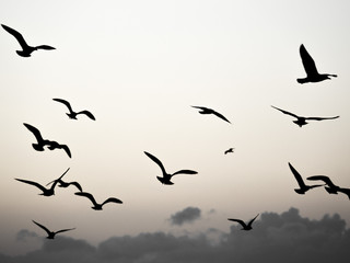 Birds in Flight
