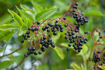 Berries from the Hedgerow