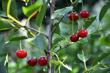 Fruits of cherries on a branch of a tree