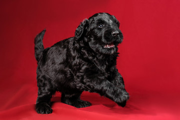black terier puppy pet