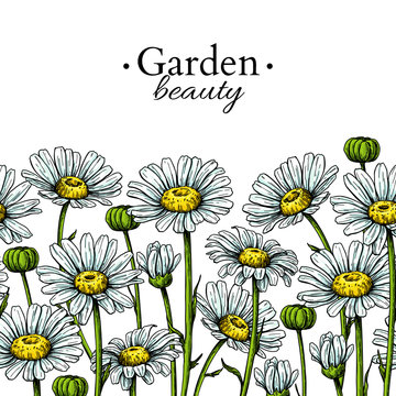 Daisy flower border drawing. Vector hand drawn floral seamless pattern. Chamomile