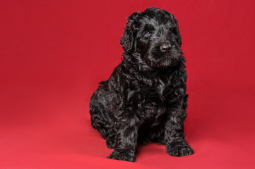 black terier puppy pet