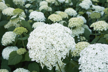 Hydrangea arborescens