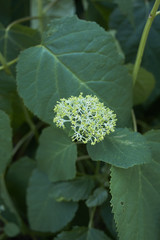 Hydrangea arborescens