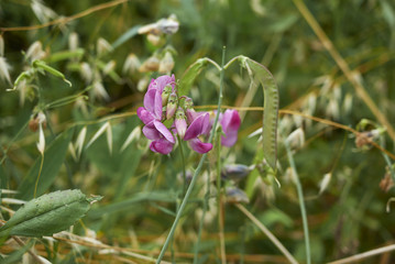 Lathyrus sylvestris