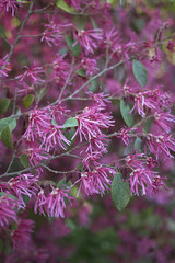 Loropetalum chinense rubrum