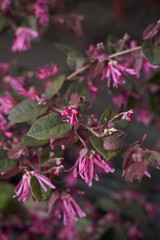 Loropetalum chinense rubrum