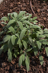 Salvia officinalis