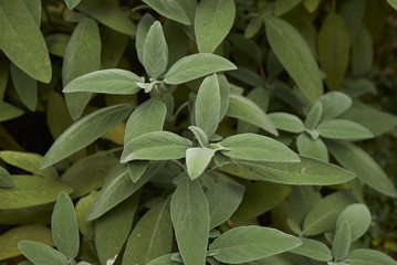 Salvia officinalis