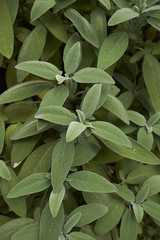 Salvia officinalis
