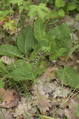 Salvia pratensis