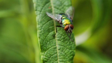 Macro green fly