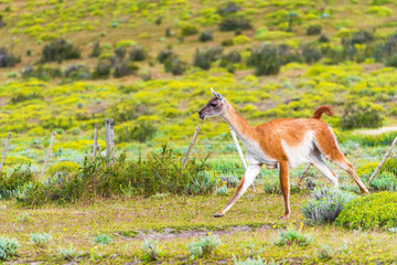Guanaco lama in national park Torres del Paine mountains, Patagonia, Chile, South America. With selective focus.