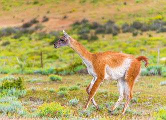 Guanaco lama in national park Torres del Paine mountains, Patagonia, Chile, South America. With selective focus.