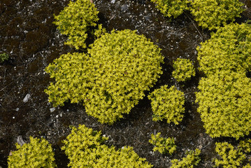 Sedum acre